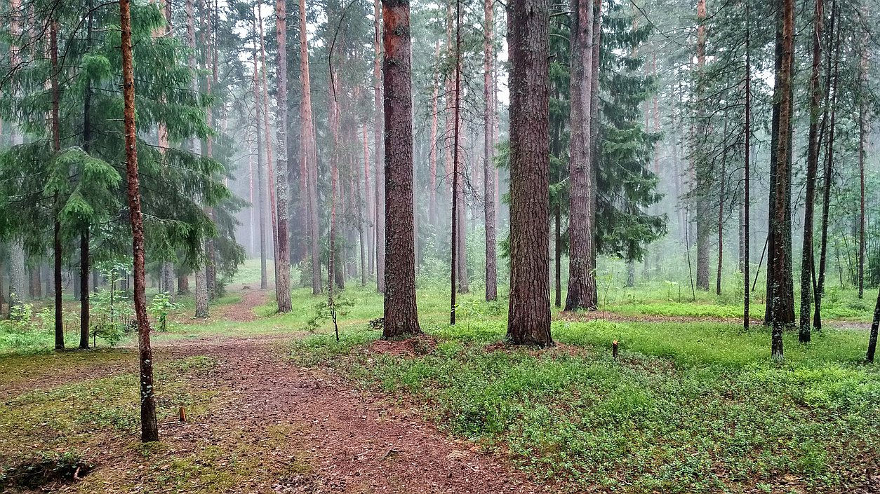Лес