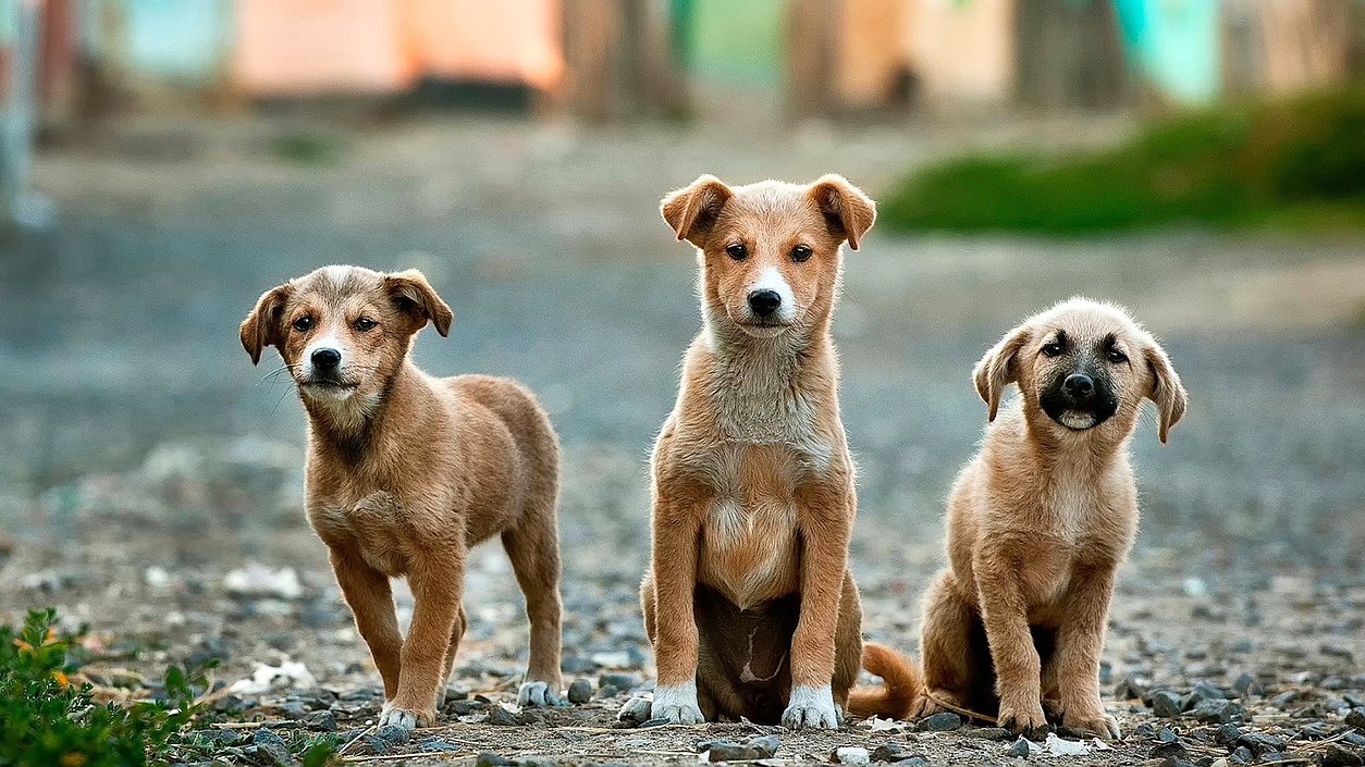 собаки животные