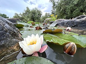 Крым кувшинки природа пруд