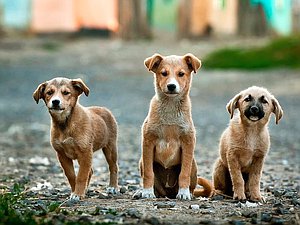 собаки животные