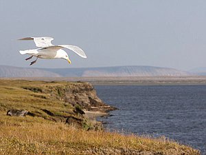 море берег чайка лето природа река