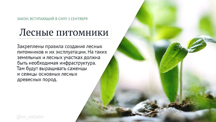 лес