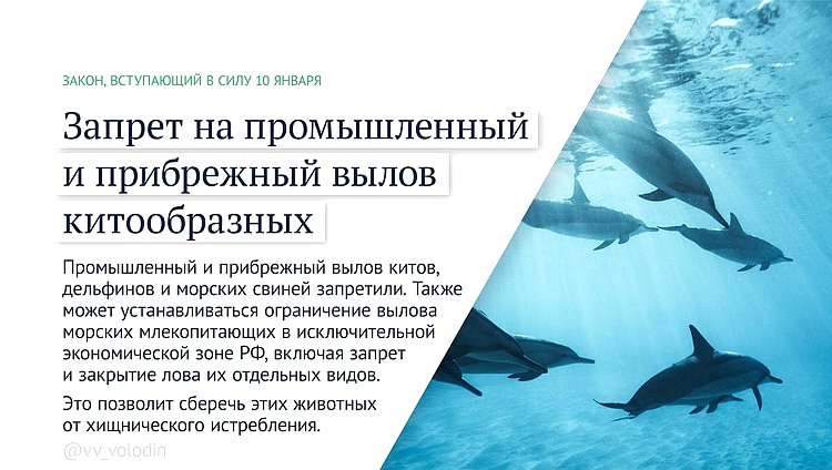 киты