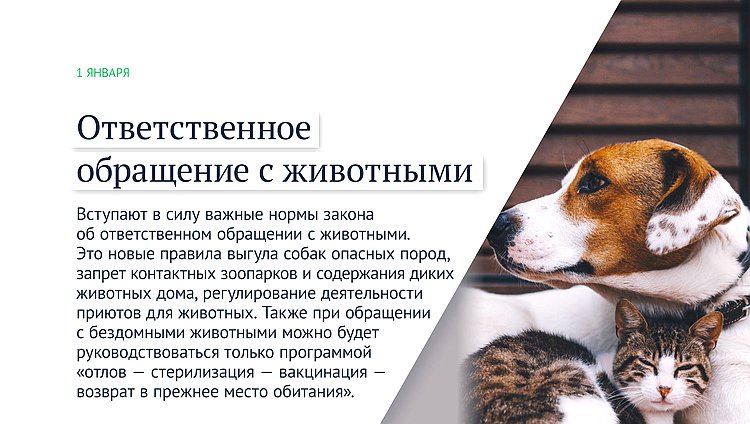 животные